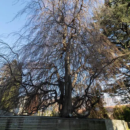 Mamma Ciccia - Ecofriendly On Willa *